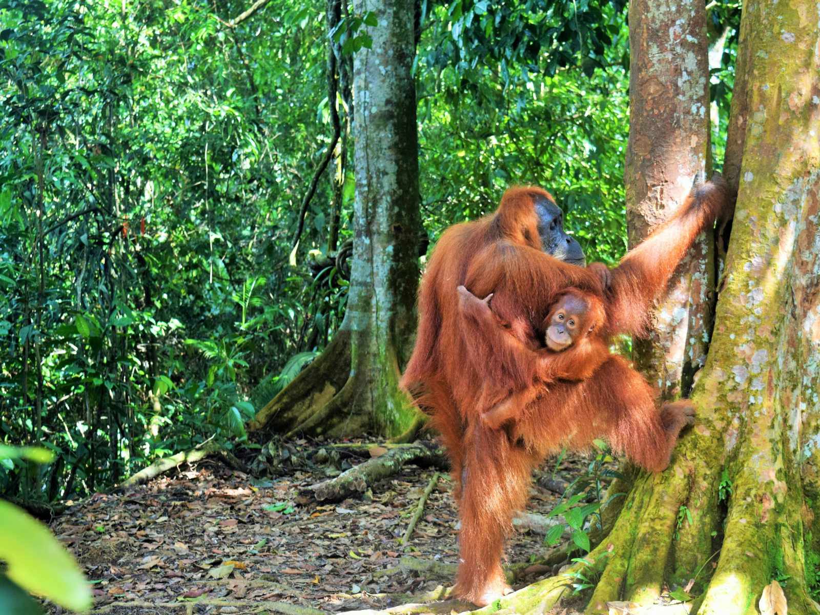 BUKIT LAWANG MEDAN LAKE TOBA TOUR PACKAGE