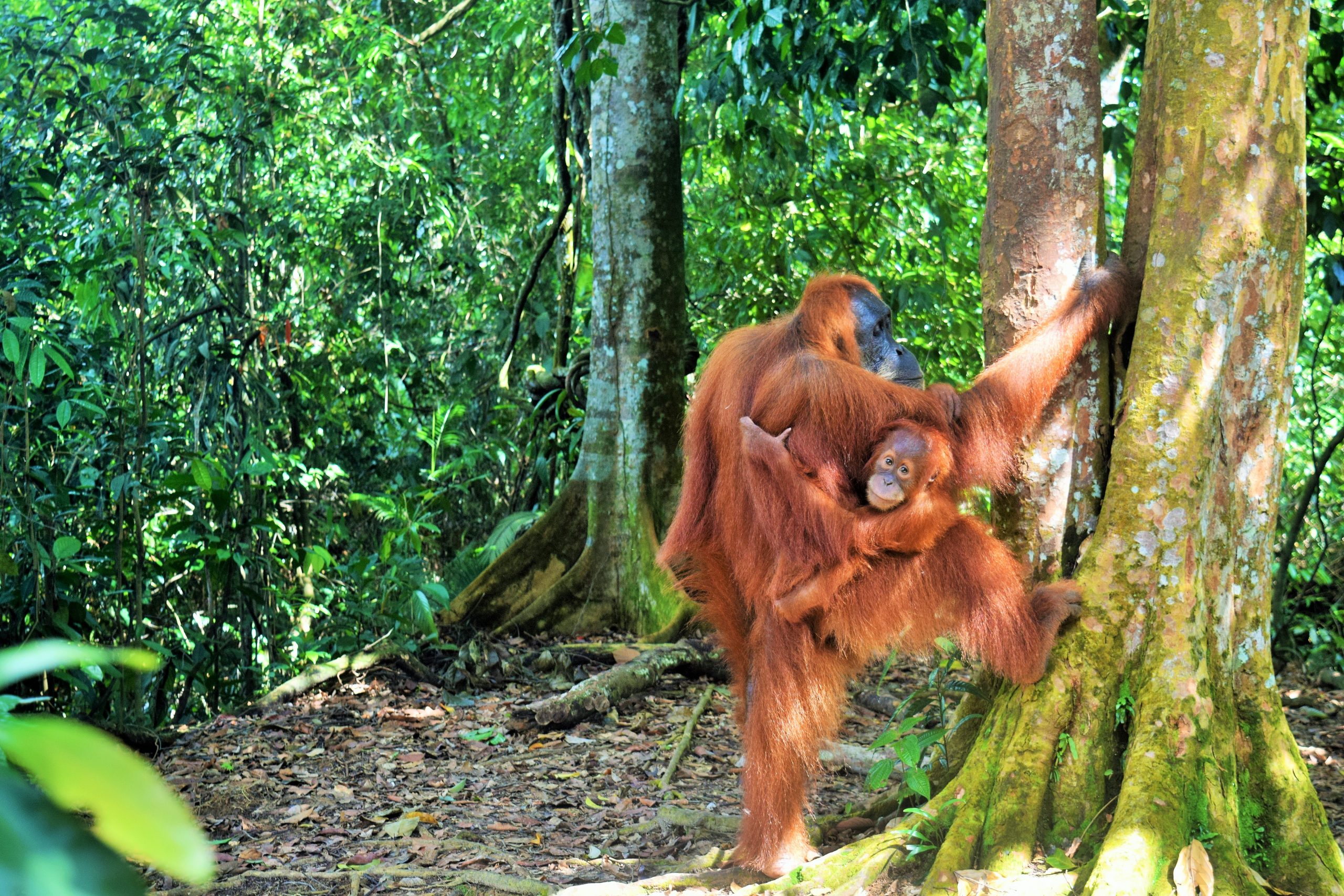 ORANGUTANS LAKE TOBA TOUR